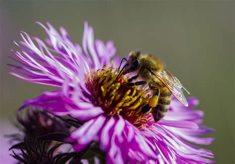 beeswax for sale lappes bee supply|lappe's bee supply honey farm.